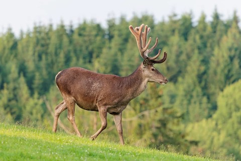 A red deer stag (Cervus elaphus) with its velvet antlers runs across a green meadow in hilly
