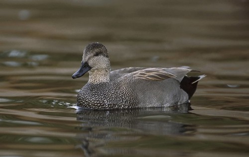 Gadwall (Mareca strepera) male, California, USA