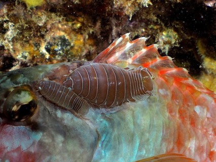 Fish isopod (Anilocra sp)
