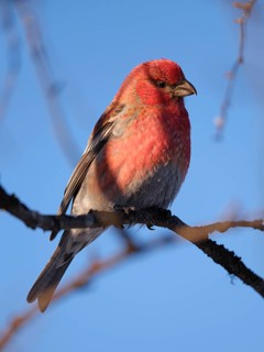 Spruce crossbill (Loxia curvirostra), Lapland, Finland, Scandinavia