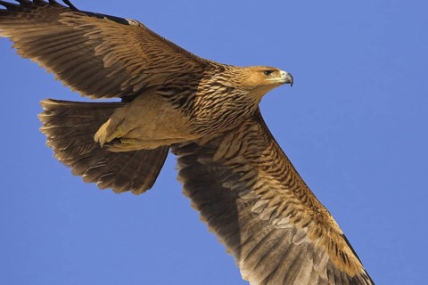 Eastern Imperial Eagle (Aquila heliaca) flying, Oman