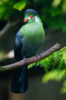 White-cheeked Turaco (Menelikornis leucotis), adult bird perched on a branch, native to Sudan,