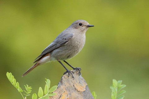 Black Redstart (Phoenicurus ochruros) female, St. Gallen, Switzerland