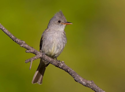 Greater Pewee (Contopus pertinax), Arizona, USA