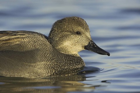 Gadwall (Mareca strepera) male, Ontario, Canada