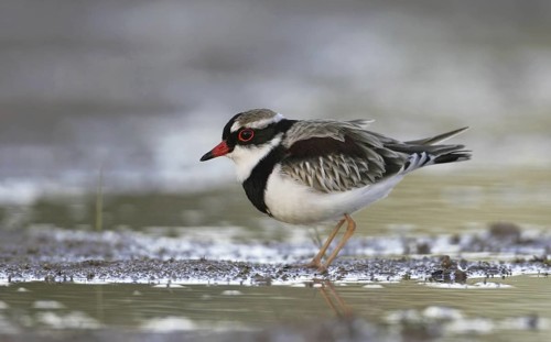 Black-fronted Dotterel (Elseyornis melanops), Queensland, Australia