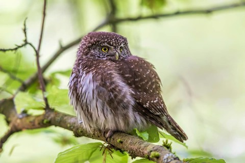 Sparrow owl (Glaucidium passerinum), Baden-Württemberg, Federal Republic of Germany