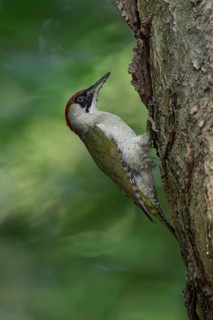 European Green Woodpecker (Picus viridis) female climbing tree trunk, North Rhine-Westphalia,