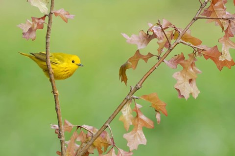 American Yellow Warbler (Setophaga aestiva) perched on a branch, Texas, USA