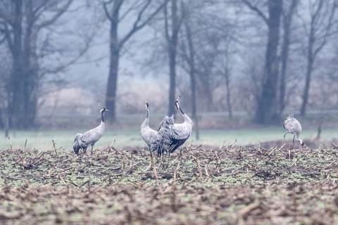 Cranes (Grus grus), Fischerhuder Wümmeniederung, Lower Saxony, Germany