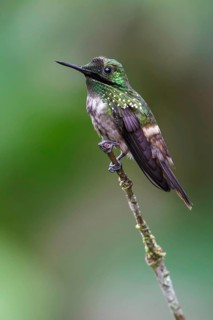 Festive Coquette (Lophornis chalybeus) perched on a branch in the Atlantic rainforest of southeast