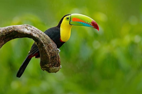 Keel-billed Toucan, Ramphastos sulfuratus, bird with big bill. Toucan sitting on the branch in the