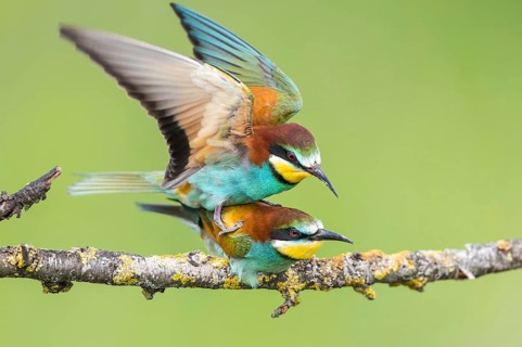 European Bee-eater (Merops apiaster) pair mating, Subotica, Serbia