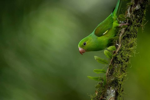 Plain Parakeet (Brotogeris tirica) perched on a branch, Sao Paulo, Brazil