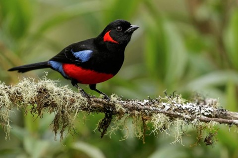Scarlet-bellied Mountain-Tanager (Anisognathus igniventris) perched on a branch in the Andes