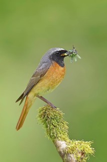 Redstart (Phoenicurus phoenicurus), male with caterpillars in beak on mossy branch, songbird,