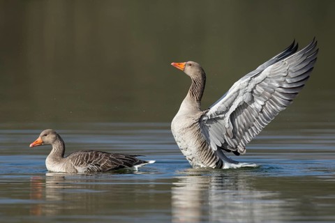 Greylag Goose (Anser anser) flapping wings, Lower Saxony, Germany
