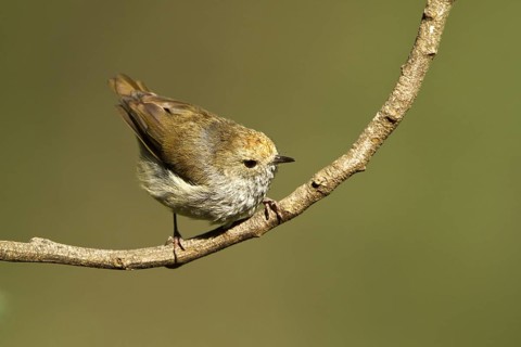 Tasmanian Thornbill (Acanthiza ewingii), Tasmania, Australia