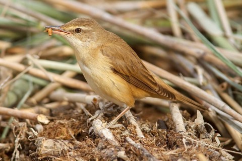 Great Reed Warbler (Acrocephalus arundinaceus), on marsh floor eating a worm, Castile-La Mancha,