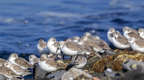 Flock of sanderlings (Calidris alba) in non-breeding plumage resting on high tide refuge during
