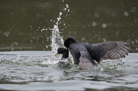 Eurasian Coot (Fulica atra) wrangling, Lower Saxony, Germany