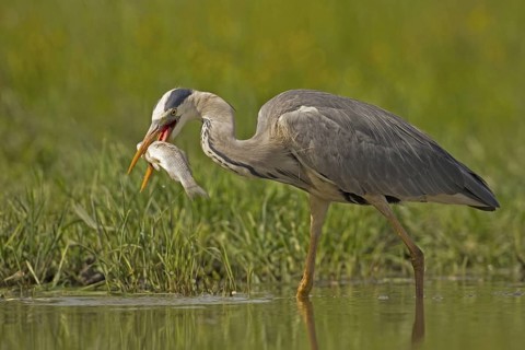 Grey Heron (Ardea cinerea) eating on fish, Hungary