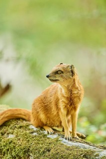 Yellow mongoose (Cynictis penicillata) sitting on the ground, Bavaria, Germany