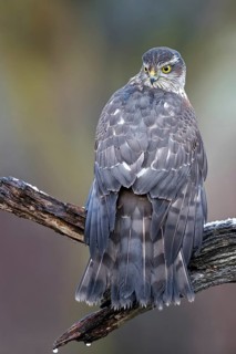 Eurasian Sparrowhawk (Accipiter nisus) female perched on a branch, drying its feathers,