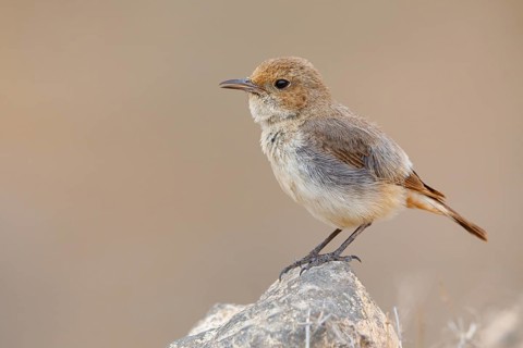 Arabian wheatear, Arabian wheatear, (Oenanthe lugentoide, Middle East, Oman, female, Jabal Samhan,