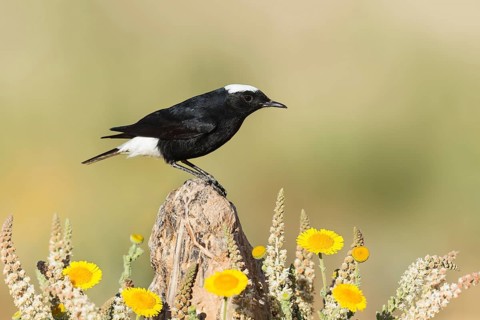 White-crowned Wheatear (Oenanthe leucopyga), Eilat, Israel
