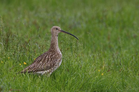 Eurasian Curlew (Numenius arquata) foraging, North Rhine-Westphalia, Germany