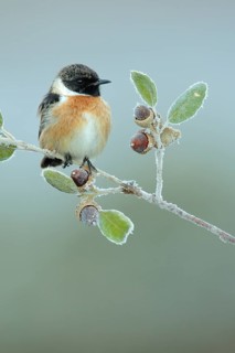 European Stonechat (Saxicola rubicola) male perched on a twig, Andalusia, Spain