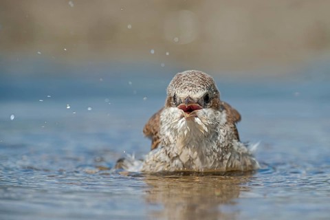 Red-backed Shrike (Lanius collurio) juvenile bathing, Aosta Valley, Italy