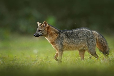 Crab-eating fox, Cerdocyon thous, forest fox, wood fox or Maikong. Wild dog in nature habitat. Face