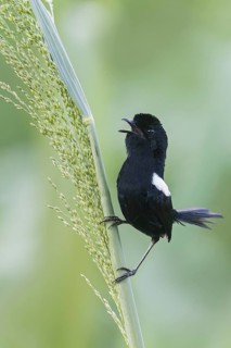 White-shouldered Fairywren (Malurus alboscapulatus) perched on a branch in Papua New Guinea