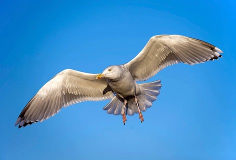 Animals, Birds, Seagulls, Aerial view, blue sky, Seagull, (Larus sp), on the Lofoten Islands,