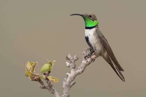 White-sided Hillstar (Oreotrochilus leucopleurus) male, Santiago, Chile