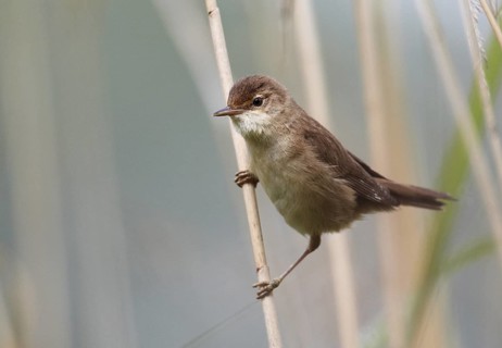 Eurasian Reed Warbler (Acrocephalus scirpaceus), Mecklenburg-Western Pomerania, Germany