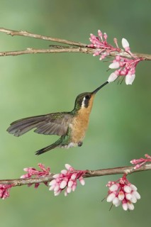 Purple-throated Mountaingem (Lampornis calolaemus) female flying while feeding at a flower, Costa