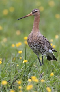 Black-tailed Godwit (Limosa limosa), Lower Saxony, Germany
