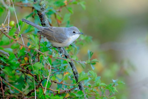 Subalpine Warbler (Sylvia cantillans) perched on a branch, Andalusia, Spain