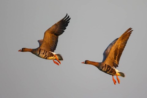 Greater White-fronted Goose (Anser albifrons) flying, North Rhine-Westphalia, Germany