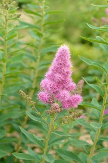 Cone spirea (Spiraea × billardii 'Triumphans'), BS Sämann, Germany