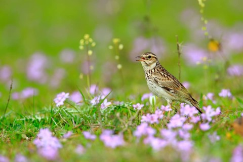 Woodlark (Lullula arborea) male singing, Andalusia, Spain