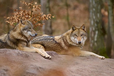 Two wolves resting next to each other in autumn forest, surrounded by brown leaves, Wolf (Canis