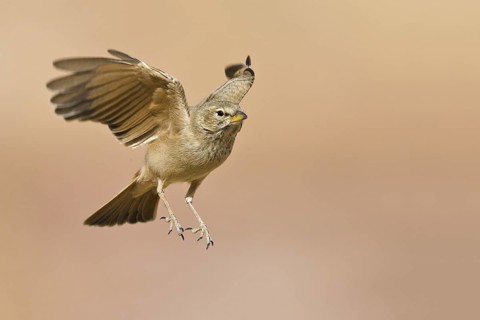 Desert Lark (Ammomanes deserti) flying, Eilat, Israel