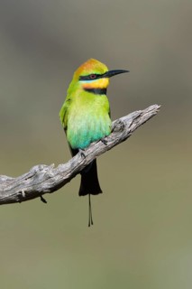 Rainbow Bee-eater (Merops ornatus) male perched on a branch, South Australia, Australia