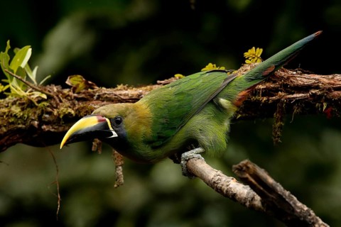 Emerald Toucanet (Aulacorhynchus prasinus) perched on a branch, Costa Rica
