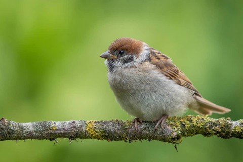 Eurasian Tree Sparrow (Passer montanus) perched on a branch, Lower Saxony, Germany