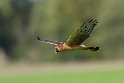 Steppenweihe, lat. Circus macrourus, Jungvogel im niedrigen Suchflug von der Seite über der